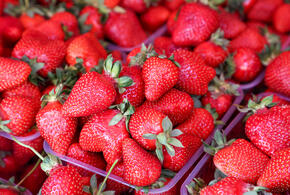 9 тонн клубники с мухой-горбаткой, вызывающей тяжёлые миазы, остановили в порту Новороссийска