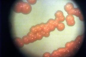 Эксперты не исключают масштабной пандемии в 2026 году