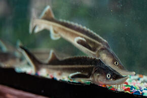 Браконьеры из Ейского района Кубани связали особей русского осетра и спрятали в море