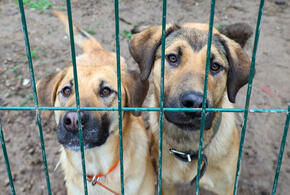 На территории также нашли десятки истощенных кошек и собак
