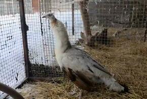 Как он туда попал? На остановке общественного транспорта в Краснодаре пассажиры обнаружили павлина