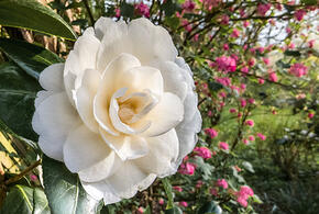 «Холодные розы»: в Сочи распустились необычные цветы