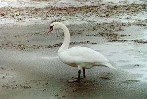 Птицу эвакуировали с замерзшей реки на надувном плоту