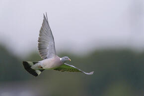 Массовая гибель диких голубей в Краснодарском крае произошла из-за отравления