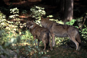 Минприроды Кубани подтвердило: между Анапой и Новороссийском бродит волчья стая