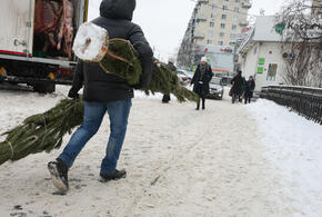 Не праздничное настроение: штраф прилетит за выброс ёлки после праздников 