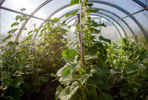 Теплица с овощами