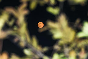 Овнам нужно тщательно проверять цифры, Тельцам предстоит непростая переписка