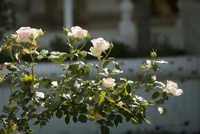 Рассказываем, почему неправильное укрытие губит побеги