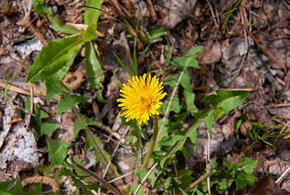 Погода на неделю с 26 января по 01 февраля 2026 года в Краснодарском крае