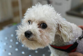 Предприятие в Краснодаре долгое время торговало запрещёнными лекарствами для животных