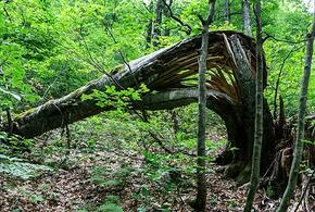 При проверке в Сочинском нацпарке выявлены нарушения экологии на миллиарды рублей
