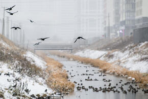Реки на Кубани вышли из берегов, затопили дороги, пришлось ограничить движение транспорта