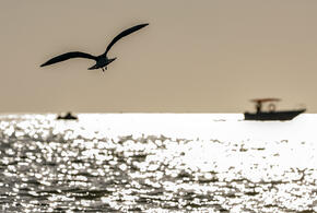 «Скончался от утопления»: в море под Геленджиком перевернулся катер, последствия страшные