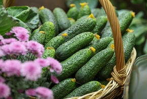 Турция отправила в порт Туапсе заражённые огурцы с очень опасным организмом