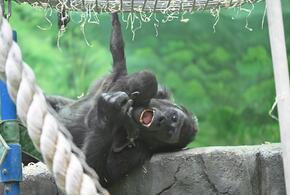 В 2026 году миру грозит новая пандемия