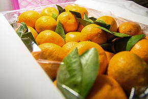  В мировых лидерах: стало известно, сколько мандаринов поедают россияне