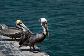 В Новороссийске судно изменило курс, чтобы не потревожить редких птиц