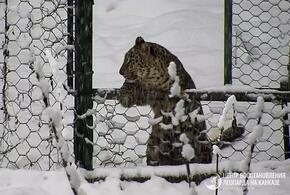 В Сочи засняли подросших детёнышей леопарда, играющих в снегу