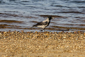 Вода в реке Афипс в Краснодарском крае поднялась до опасных отметок