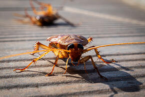 За тараканов в больнице Славянска-на-Кубани взялись на региональном уровне