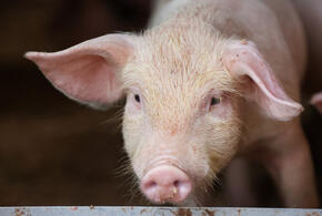 Животные принадлежали местному фермеру