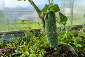 Больше 1000 рублей за килограмм: шокирующие цены на огурцы по всей России. И где дешевле всего?