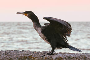 Чёрный баклан опасно расплодился на юге страны и теперь массово поедает рыбу