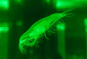 Глубоко в океане учёные обнаружили существа, ранее неизвестные науке