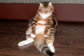 Пушистый чудом выжил