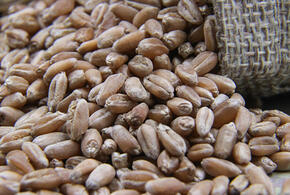 Кубань отправила почти 2,6 миллиона тонн зерна за границу