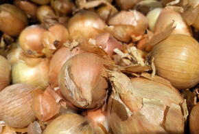 Репчатый лук