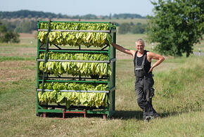 На Кубань завезли почти 300 тонн импортного табака с опасным вредителем 