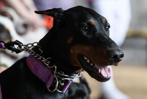 На Кубани доберман за голову укусил четырёхлетнюю девочку. Что сделали с хозяйкой?