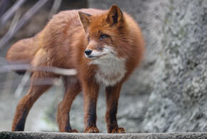 Ограничения вступают в силу с 1 марта