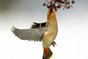 Почему свиристели «пьянеют»? Ответ может удивить