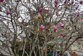 Почти летняя погода: на Кубань в выходные придет тепло 