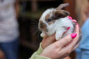 Учёные нашли необычный способ лечить раны - с помощью кожи кролика
