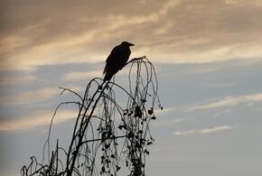Угроза падения беспилотных летательных аппаратов: жителей Кубани попросили спрятаться