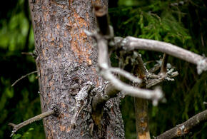 Деревья придется спилить