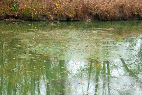 Ученые впервые смогли подробно описать вымершее существо