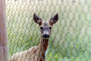 Косуля выбежала к людям за помощью