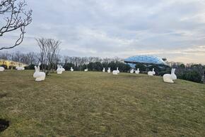В парке Галицкого в Краснодаре орудуют фотографы с совами, цена за кадр с птицей достигает 6 тысяч рублей