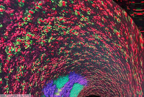 В парке Галицкого в Краснодаре прекратила свою работу «Кроличья нора»