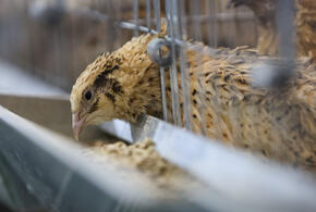 Мужчины выслеживали птиц в темноте