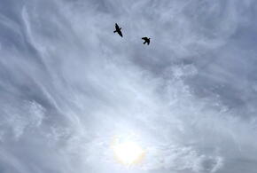 Взрывы вызваны работой ПВО: в Новороссийске и Геленджике беспилотная опасность