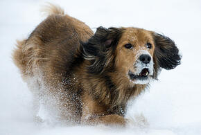 Запах страха: как собака понимает, что человек испугался, рассказал кинолог