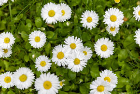 Метеоролог назвала сроки начала климатической весны