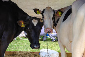 В Минсельхозе рассказали о причинах умерщвления