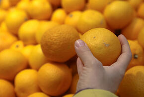 Чёрный сосновый усач забрался в импортные мандарины, которые проверили в Краснодарском крае